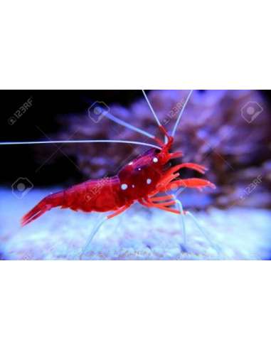 Fire Shrimp (Lysmata Debelius)
