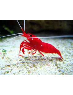 Fire Shrimp (Lysmata Debelius) 2