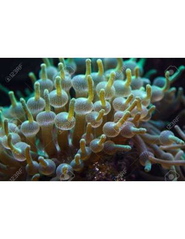 Green Bubble-Tip Anemone (Entacmaea...