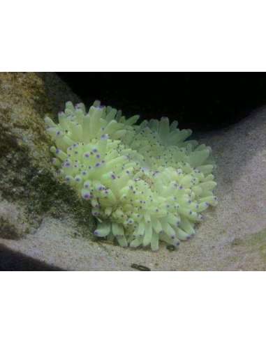Green Bulb Anemone(Radianthus Malu)