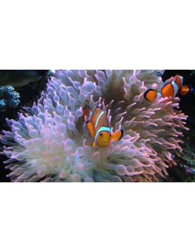 Light Pink Buble Anemone (Entacmaea...