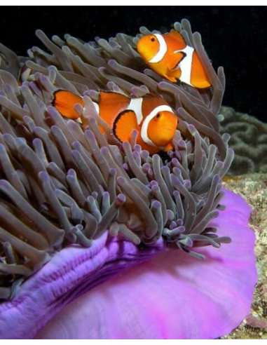 Purple Base Clownfish Anemone...