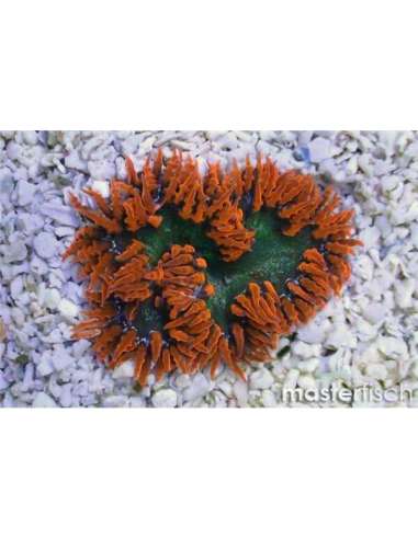 Red Rock Anemone (Carib)(Epicystis...