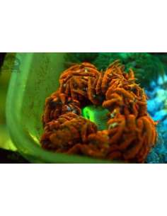Red Rock Anemone... 2