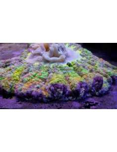 Sticky Pizza Anemone...