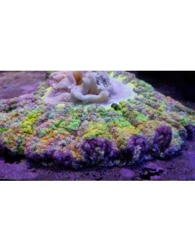 Sticky Pizza Anemone Aquanest...