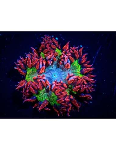 Ultra Rock Anemone - Ultra (Epicystis...