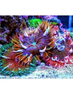 Ultra Rock Anemone - Ultra... 2