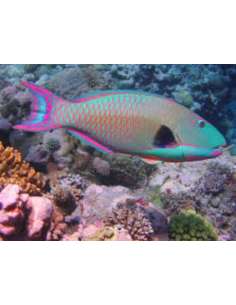 Bi-Color Parrotfish...