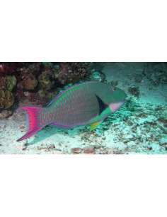 Bi-Color Parrotfish... 2
