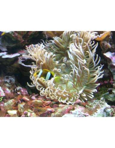 Long Tentacle, Ordinary (Macrodactyla...