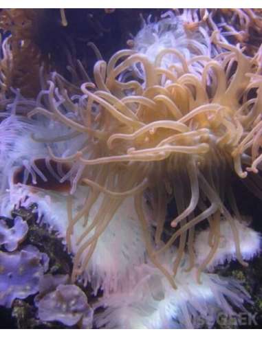 Anemones, Common (Stoichactis Sp)