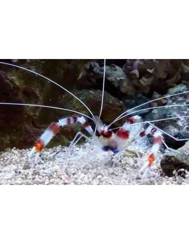 Banded Coral Shrimp (Stenopus Hispidus)