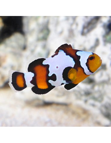 Black Ice Clownfish (Amphiprion...