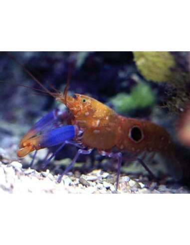 Blue Legged Pistol Shrimp  (Alpheus sp.)