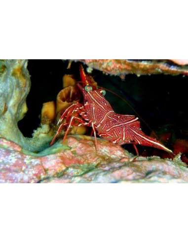 Dancing Shrimps (Rhynchocinetes...