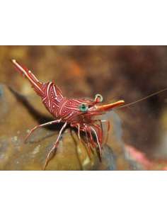 Dancing Shrimps... 2