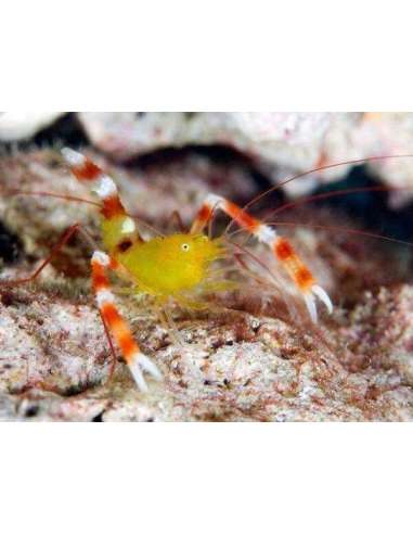 Gold Banded Shrimp - (Stenopus...