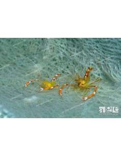Gold Banded Shrimp -... 2