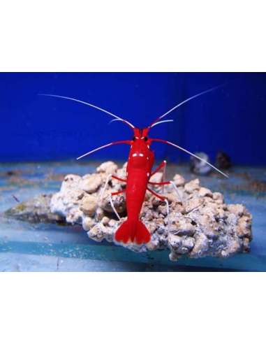 Red Fire Shrimps (Lysmata Debelius)