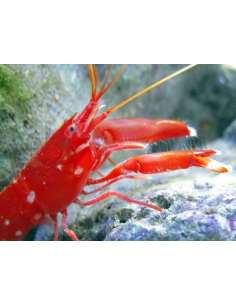 Red Pistol Shrimp  (Alpheus...