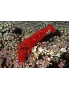 Red Pistol Shrimp  (Alpheus... 2