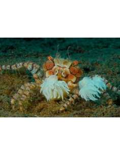 Pom- Pom Crab With Anemone...