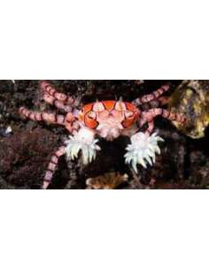 Pom- Pom Crab With Anemone... 2
