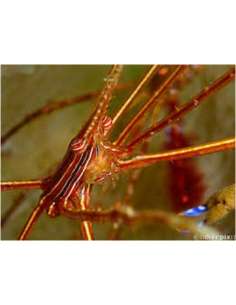 Yellowline Arrow Crab...