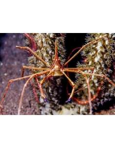 Yellowline Arrow Crab... 2