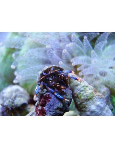 Color Leg Hermit Crab (Clibanarius...