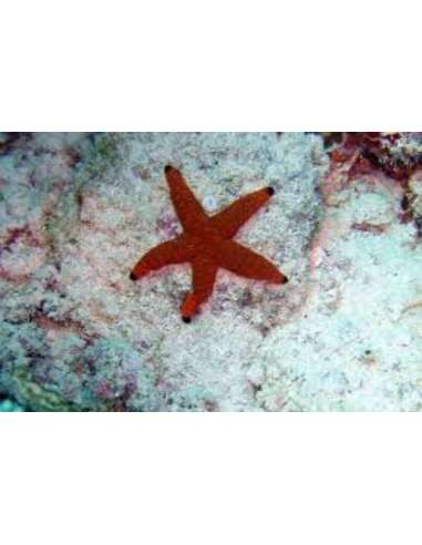 Black Tip Red Star Fish (Fromia Elegans)