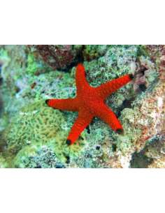 Black Tip Red Star Fish... 2