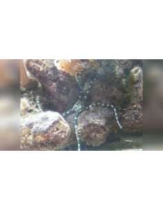 Serpent Star (Ophioderma...