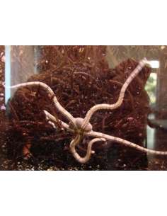 Serpent Star (Ophioderma... 2