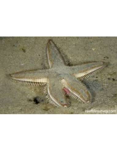 Starfish Sand Star (Astropecten Specie)