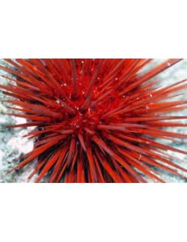 Sea Urchin Red (Echlonometra Sp)