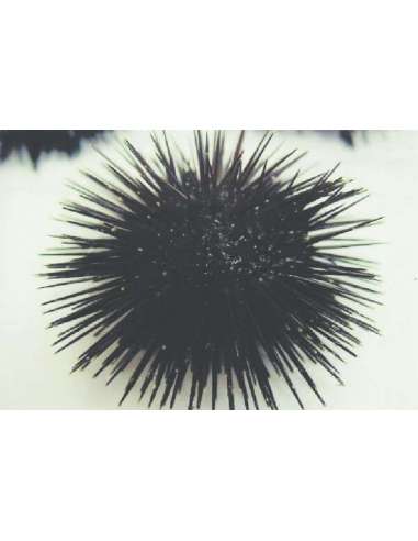 Sea Urchin Black (Echlonometra Sp)
