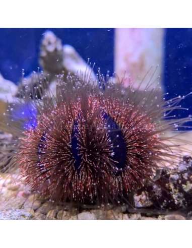 Blue/Red Tuxedo Urchin (Mespilia...