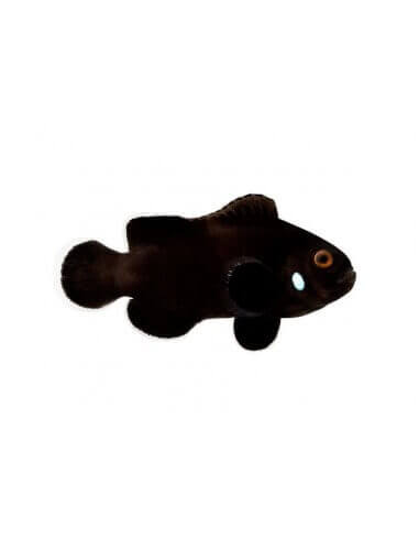 Domino Clownfish (Amphiprion Ocellaris)