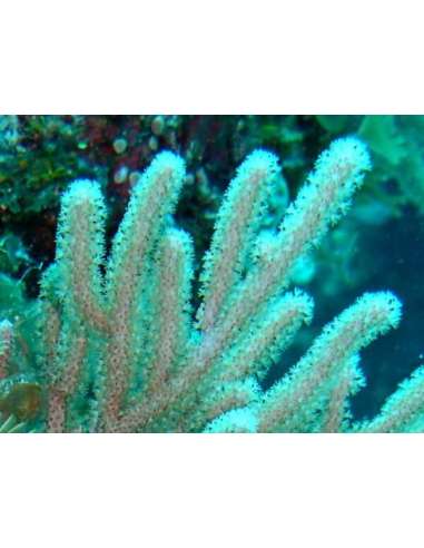 Medium Polyp Gorgonian (Eunicea...