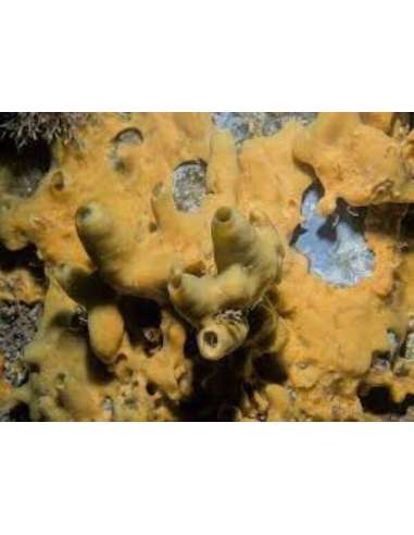 Yellow Frilly Sponge- (Halichondria Sp)