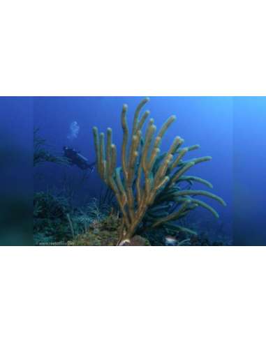Large Polyp Gorgonian (Plexaurella...