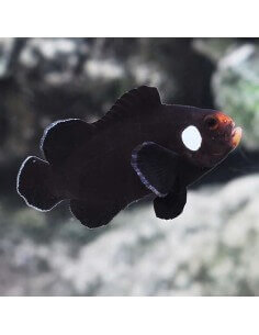 Domino Clownfish... 2