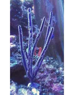 Purple Ribbon Gorgonian...