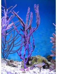 Purple Ribbon Gorgonian... 2