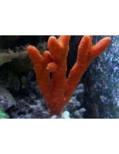 Red Tree Sponge -...