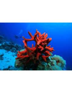 Red Tree Sponge -... 2