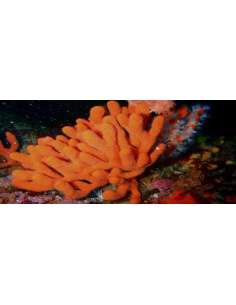 Orange Tree Sponge -...