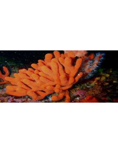 Orange Tree Sponge - (Ptilocaulis Sp)